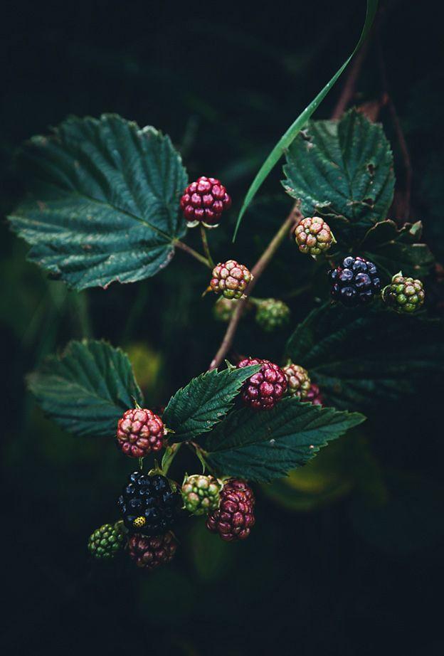 Orchard Whisper: Rustic Handpicked Berry Collection